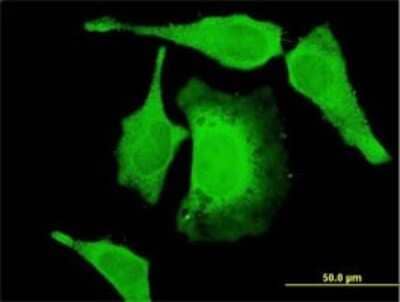 Immunocytochemistry/ Immunofluorescence: USP52 Antibody (6A7) [H00009924-M01]