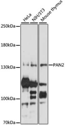 Western Blot: USP52 AntibodyAzide and BSA Free [NBP2-94722]