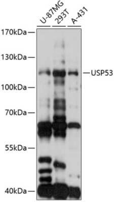 Western Blot: USP53 AntibodyAzide and BSA Free [NBP3-05172]