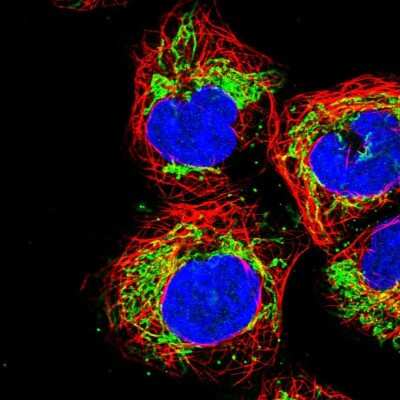 Immunocytochemistry/ Immunofluorescence: USP54 Antibody [NBP2-14605]