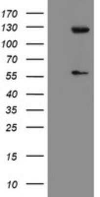 Western Blot: USP54 Antibody (OTI1G6)Azide and BSA Free [NBP2-74813]