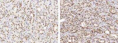 Immunohistochemistry-Paraffin: USP7 Antibody (06) [NBP3-06428]