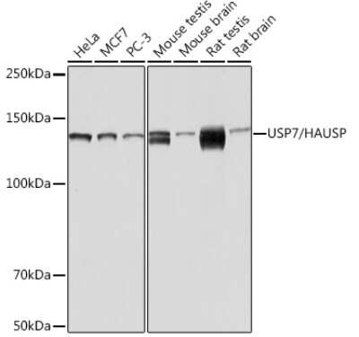 Western Blot: USP7 Antibody (3J7G1) [NBP3-16188]