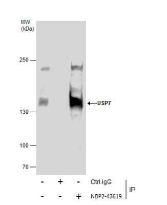 Immunoprecipitation: USP7 Antibody (6512) [NBP2-43619]