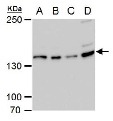 Western Blot: USP7 Antibody (6512) [NBP2-43619]