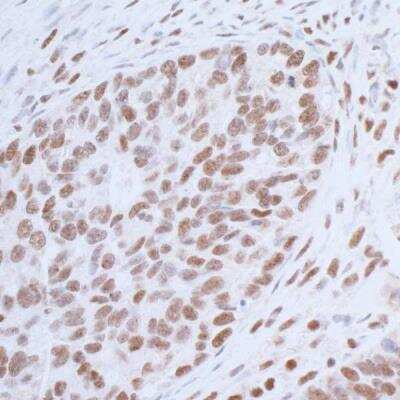 Immunohistochemistry-Paraffin: USP7 Antibody [NB100-513]
