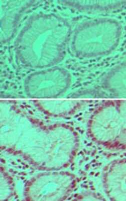 Immunohistochemistry-Paraffin: USP7 Antibody [NBP2-24641]