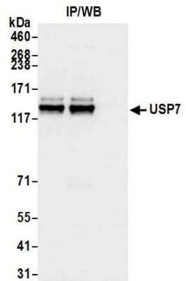 Immunoprecipitation: USP7 Antibody [NB100-513]