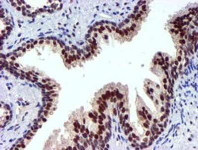 Immunohistochemistry: USP7 Antibody (OTI1F12) - Azide and BSA Free [NBP2-74814]