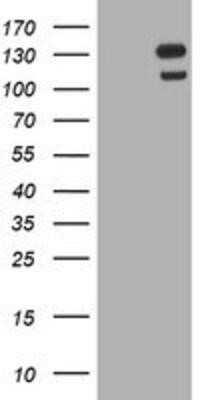 Western Blot: USP7 Antibody (OTI1F12)Azide and BSA Free [NBP2-74814]