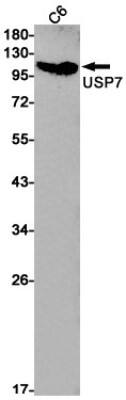 Western Blot: USP7 Antibody (S02-6B8) [NBP3-19800]