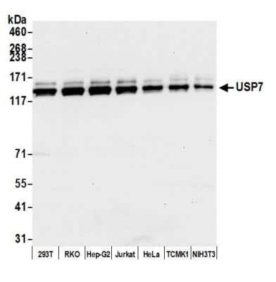 Western Blot: USP7 Antibody [NB100-513]