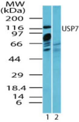 Western Blot: USP7 Antibody [NBP2-24641]