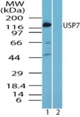 Western Blot: USP7 Antibody [NBP2-24642]