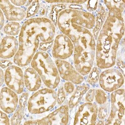 Immunohistochemistry-Paraffin: USP9Y Antibody - Azide and BSA Free [NBP3-16073]