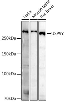 Western Blot: USP9Y AntibodyAzide and BSA Free [NBP3-16073]