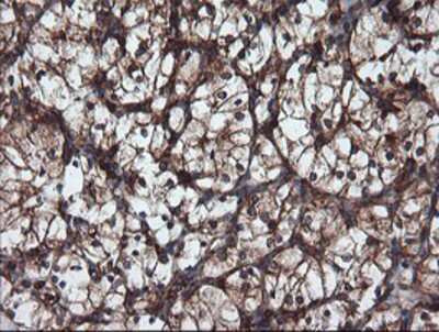 Immunohistochemistry-Paraffin: USP9x Antibody (OTI2G7) [NBP2-03824]