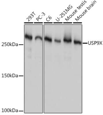 Western Blot: USP9x Antibody (7T0S2) [NBP3-16884]