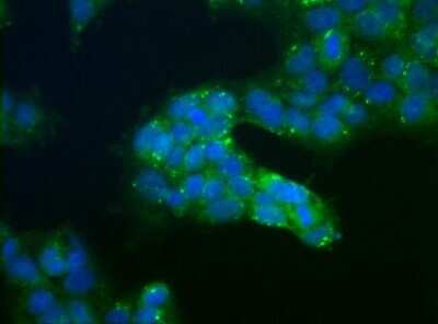 Immunocytochemistry/ Immunofluorescence: USP9x Antibody [NBP1-48321]