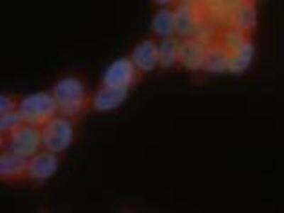 Immunocytochemistry/ Immunofluorescence: USP9x Antibody [NBP1-48321]