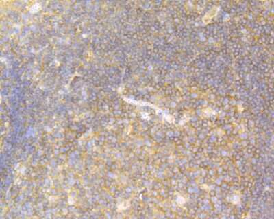 Immunohistochemistry-Paraffin: USP9x Antibody (JG35-11) [NBP2-75704]