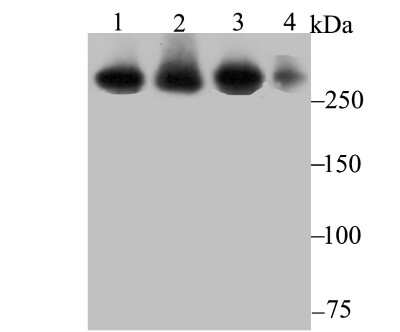 Western Blot: USP9x Antibody (JG35-11) [NBP2-75704]