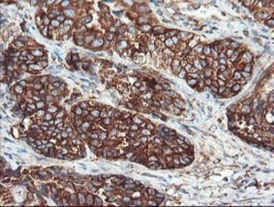 Immunohistochemistry: USP9x Antibody (OTI2G7) - Azide and BSA Free [NBP2-74822]