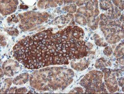 Immunohistochemistry: USP9x Antibody (OTI2G7) - Azide and BSA Free [NBP2-74822]