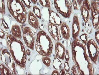 Immunohistochemistry: USP9x Antibody (OTI2G7) - Azide and BSA Free [NBP2-74822]