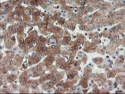 Immunohistochemistry: USP9x Antibody (OTI2G7) - Azide and BSA Free [NBP2-74822]