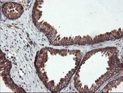 Immunohistochemistry: USP9x Antibody (OTI2G7) - Azide and BSA Free [NBP2-74822]