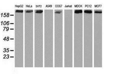 Western Blot: USP9x Antibody (OTI2G7)Azide and BSA Free [NBP2-74822]