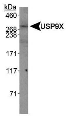 Western Blot: USP9x Antibody [NBP1-48321]