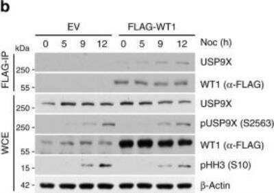 Western Blot: USP9x Antibody [NBP1-48321]