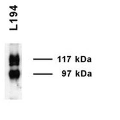 Western Blot: UT2/SLC14A2 Antibody [NBP1-44375]