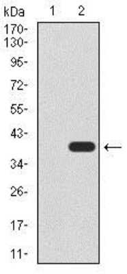 Western Blot: UTF1 Antibody (5B6)BSA Free [NBP2-37444]