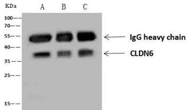 Immunoprecipitation: UTF1 Antibody [NBP3-12788]