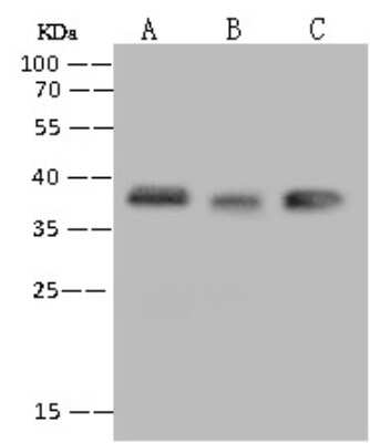 Western Blot: UTF1 Antibody [NBP3-12788]