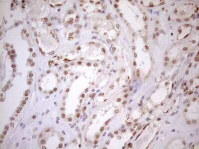 Immunohistochemistry: UTP11L Antibody (OTI5F3) [NBP2-46318]