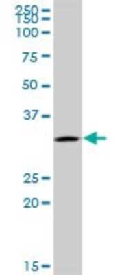 Western Blot: UTP11L Antibody [H00051118-B01P]