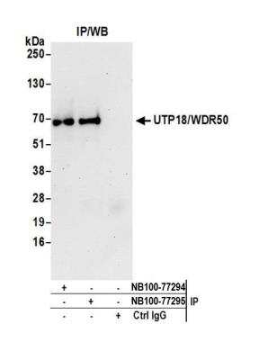 Immunoprecipitation: UTP18 Antibody [NB100-77295]