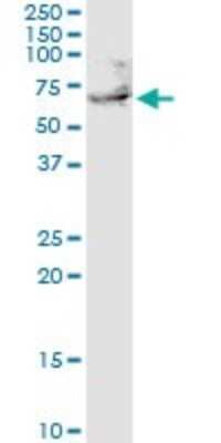 Western Blot: UTP3 Antibody [H00057050-B01P]