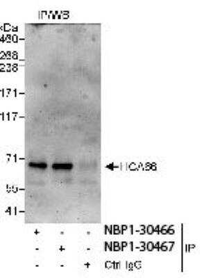 Immunoprecipitation: UTP6 Antibody [NBP1-30466]