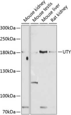 Western Blot: UTY AntibodyBSA Free [NBP2-94768]