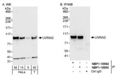 Western Blot: UVRAG Antibody [NBP1-18885]