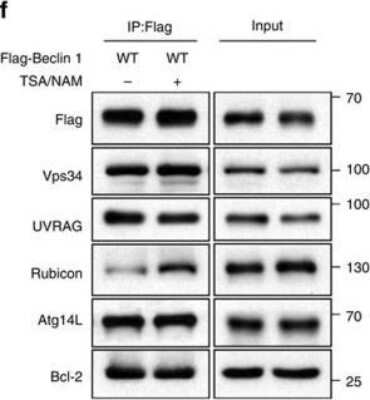 Western Blot: UVRAG Antibody [NBP1-18885]