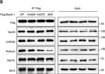 Western Blot: UVRAG Antibody [NBP1-18885]
