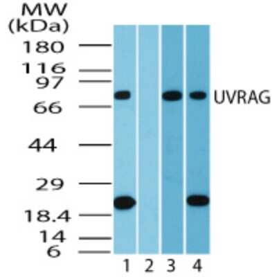 Western Blot: UVRAG Antibody [NBP2-24482]