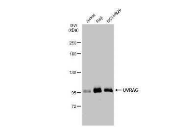 Western Blot: UVRAG Antibody [NBP3-13442]