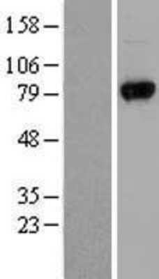 Western Blot: UVRAG Overexpression Lysate [NBL1-17684]